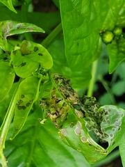 Poecilocapsus lineatus