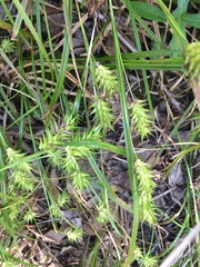 Carex louisianica