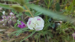 Clarkia williamsonii