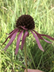 Echinacea atrorubens