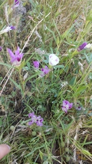 Clarkia williamsonii