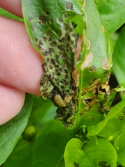 Poecilocapsus lineatus
