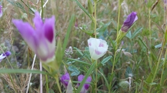 Clarkia williamsonii