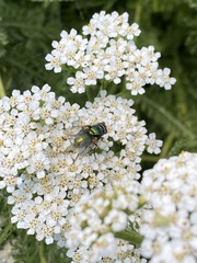 Calliphoridae