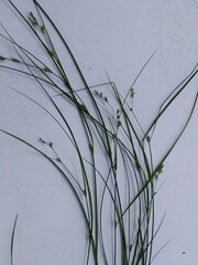 Carex remota