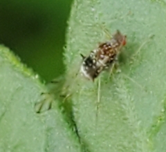 Drepanosiphinae
