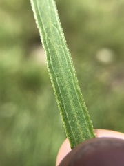 Echinacea atrorubens