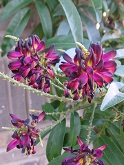 Wisteriopsis reticulata