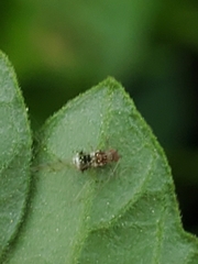 Drepanosiphinae