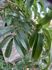 Wisteriopsis reticulata