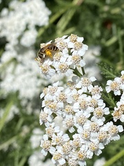 Halictidae