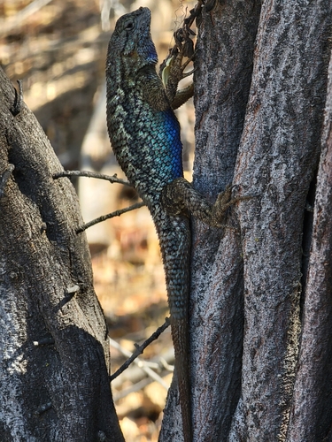 iNaturalist observation photo of Western Fence Lizard