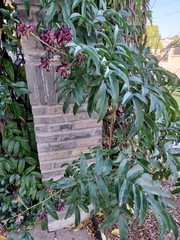 Wisteriopsis reticulata