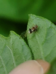 Drepanosiphinae