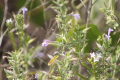 Scutellaria drummondii