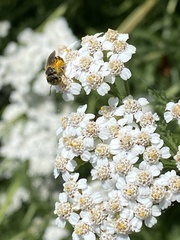 Halictidae