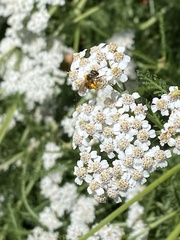 Halictidae