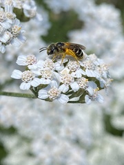 Halictidae