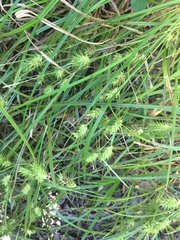 Carex louisianica
