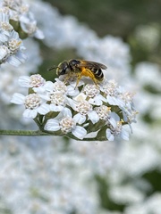 Halictidae
