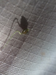 Carex louisianica