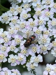 Calliphoridae