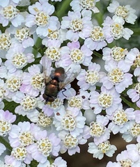 Calliphoridae