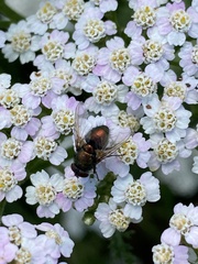 Calliphoridae