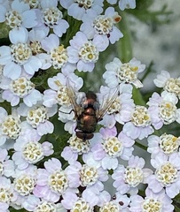 Calliphoridae