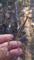 Calochortus venustus