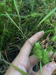 Carex louisianica