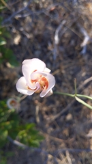 Calochortus venustus