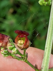 Scrophularia auriculata