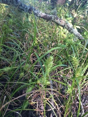 Carex louisianica
