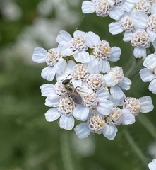 Halictinae