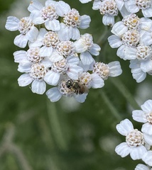 Halictinae