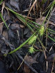 Carex louisianica