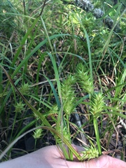 Carex louisianica