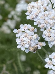 Halictinae