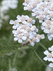 Halictinae