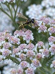 Cercerini