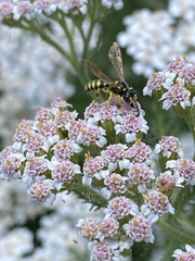 Cercerini
