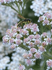 Cercerini