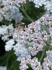 Cercerini