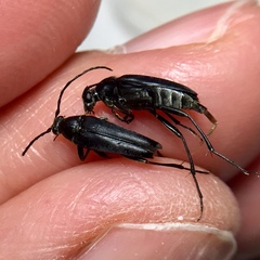 Typocerus lugubris