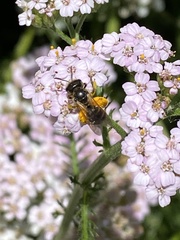 Halictidae