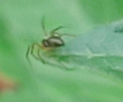 Emblyna
