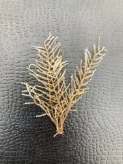 Abietinaria inconstans