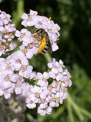 Halictidae