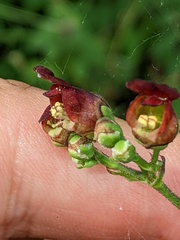 Scrophularia auriculata